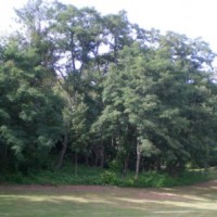 Green!